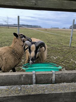 Beran ovce kamerunská - 3