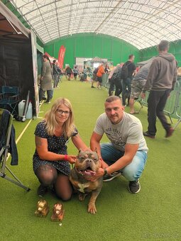 American bully Pocket s pp- KRYTÍ - 3