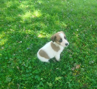 Jack Russell teriér - 3