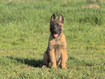 Prodám štěně BO Malinois PP - 3