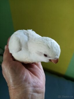 Letošní kluci Mníška šedého - 3