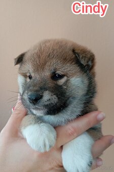 Shiba Inú s PP Fci - 3