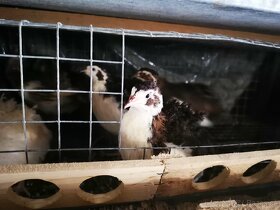 Vejce křepelek, křepelky, křepelka, násadová vajíčka - 3