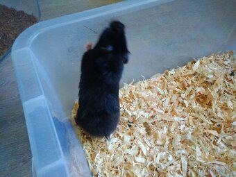 Křeček syrský/zlatý - 3