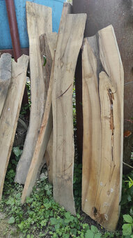 Staré suché listnaté dřevo - 3