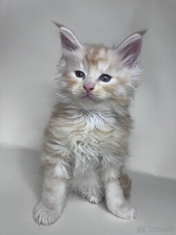 Mainské mývalí kočky s PP - 3