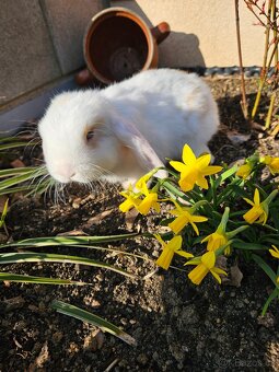 Zakrslý králík - 3