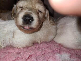 Jezevčík dlouhosrstý trpasličí - 3