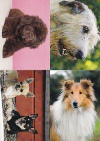 pohlednice zvířat - 3