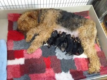 Erdelteriér- Airedale terrier, štěňata - 3