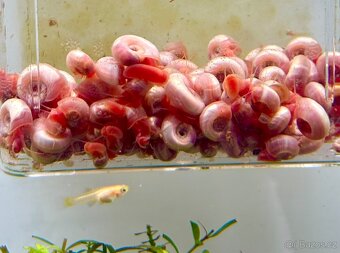 AKCE - Okružák RŮŽOVÝ - Planorbella duryi pink - 3