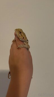 Agama vousatá - samec - 3