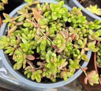 Delosperma nubigenum - 3