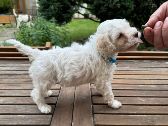 Štěňata lagotto romagnolo - italský vodní pes s PP - 3