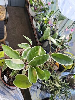 Hoya Flamingo Dream,Hoya Carnosa Krimson - 3
