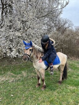 Pony valach - 3