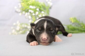 Australský ovčák s PP, blue merle a black tricolor feny - 3
