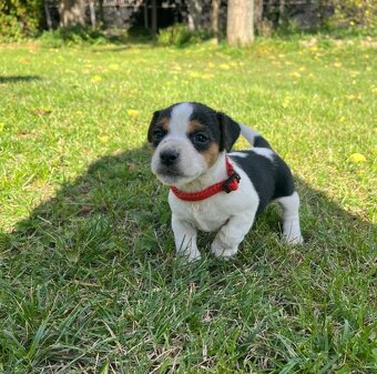 Jack Russell teriér - štěně - 3