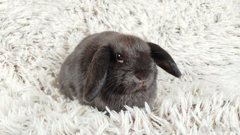 Zakrslý beránek, králíček, králík - CRISTIAN - 3