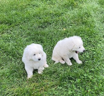 Slovenský čuvač - štěňata bez PP - 3