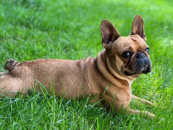 Francouzský buldoček -krytí - 3