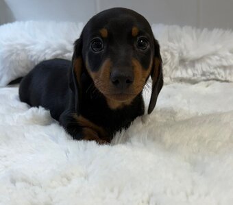 Jezevčík trpasličí - 3