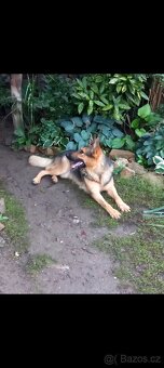 Německý ovčák - 3