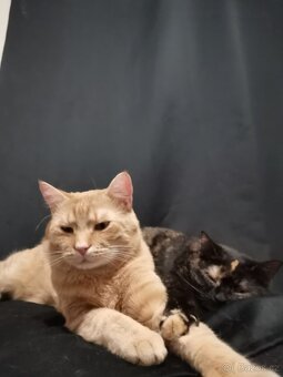 Daruji kočičáky - 3