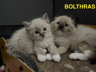 Ragdoll koťátka s PP FIFe - 3