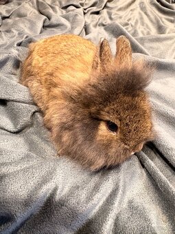 Zakrslý králíček - 3