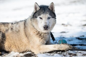 Husky s PP hledá nový domov - 3