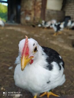 Vlaška exchequer kuřatka - 3