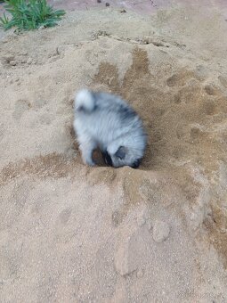 Německý vlčí špic Keeshond - 3