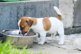 Jack Russell terier - hladkosrstá fenka s PP - 3