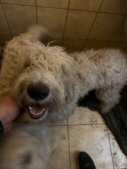 Golden doodle - 3
