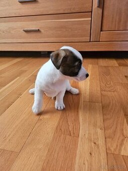 JACK RUSSELL - K REZERVACI - 3