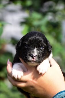 Australský ovčák s PP - blue Merle a black tri - 3
