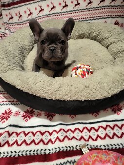 Francouzský buldoček - 3