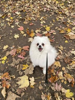 Pomerian ke krytí - 3