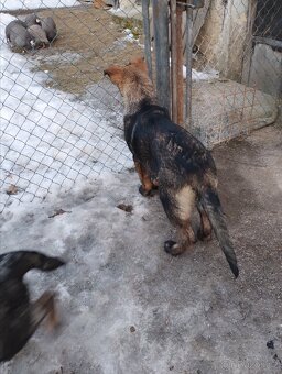 Německý ovčák - 3