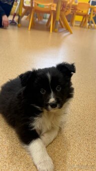 Border kolie s PP - 3