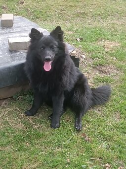 Německý špic velký - 3