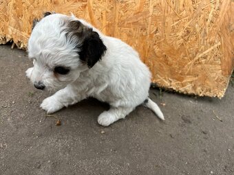 Prodám štěňata Jack Russel teriér - 3