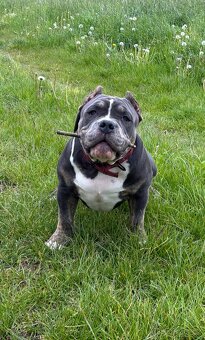 American bully - 3