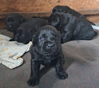 Labradorský retriever s PP černá - 3