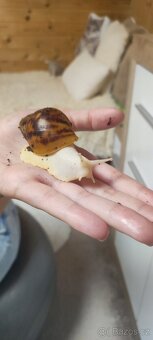 Archachatina marginata ovum Nigeria albino body - 3