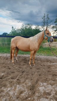 Klisny QH a PH - 3