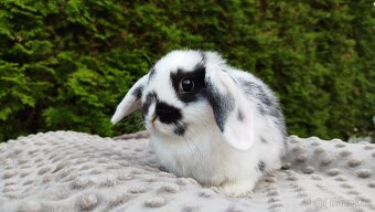 Zakrslý beránek, králíček, králík - NAOMI - 3