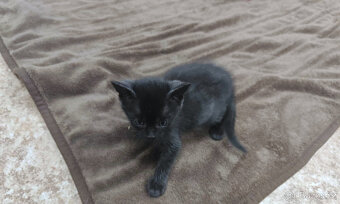 HLEDÁM DOMOV PRO KOTĚ / KOŤÁTKA PŘEROV - 3