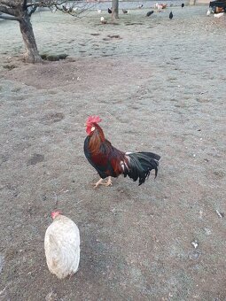 Prodám mladé kohouty - 3